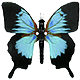 Mary_5